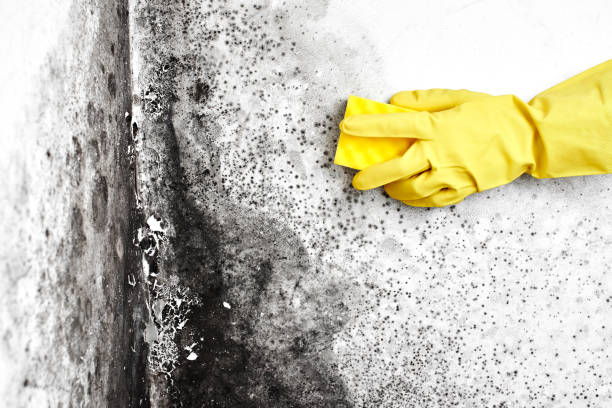 Best Mold Damage Restoration  in Shively, KY