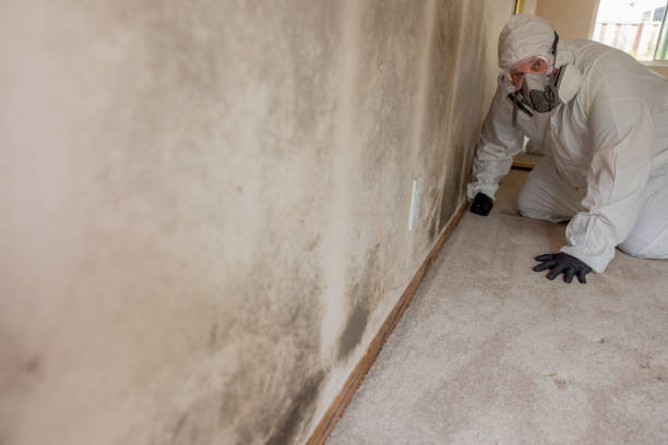 Best Biohazard Mold Removal  in Shively, KY